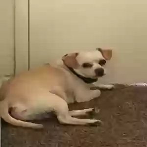 lost male dog sugar