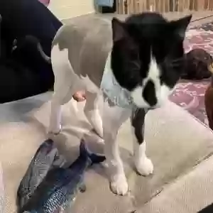 lost male cat hans