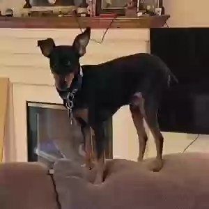 lost male dog dobby