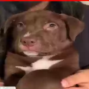 lost male dog rocky