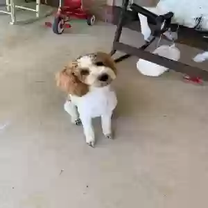 lost male dog chip