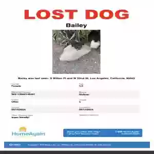lost female dog bailey