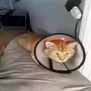 lost male cat simba