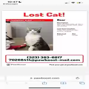 lost female cat bear