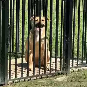 found male dog unknown