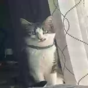 lost female cat belle