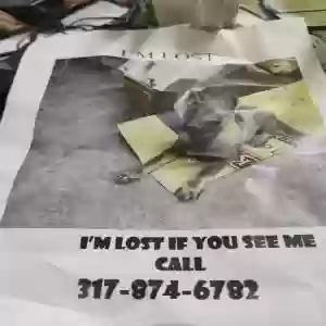 lost male dog wolf