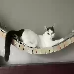 lost female cat miss winnie