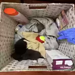 found unknown cat unknown