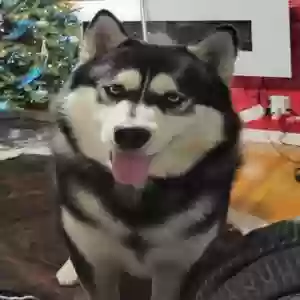 lost male dog cash