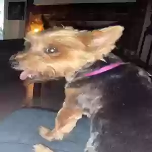 found female dog unknown