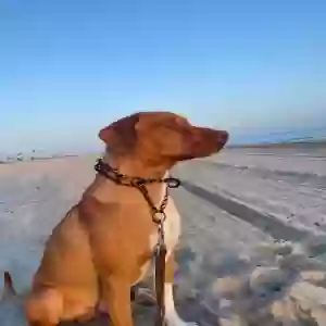 lost male dog jack jack