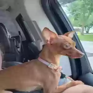 lost female dog bonnie