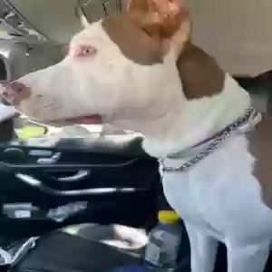 found female dog unknown