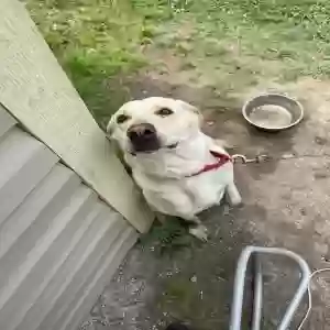 lost female dog princessa