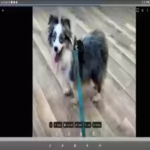 lost male dog riley