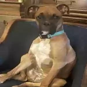 lost female dog amber