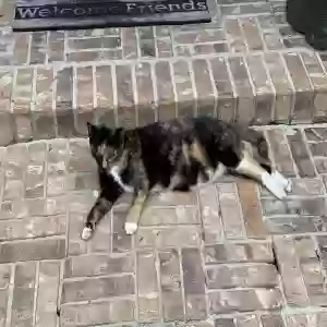 lost female cat little ricky