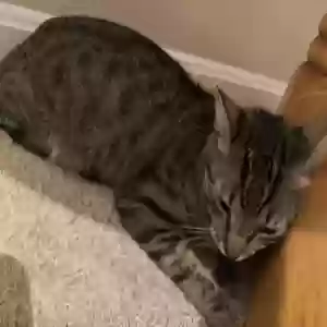 lost female cat gadget
