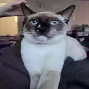 lost male cat sage