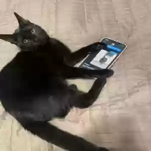 lost male cat salem