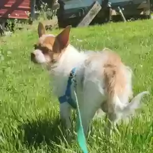 lost male dog castiel