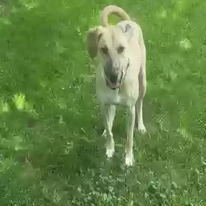 lost male dog raider