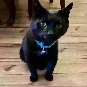 lost female cat lucy