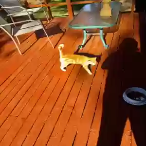 found male cat unknown