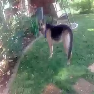 found female dog unknown