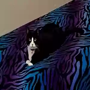 lost female cat creme