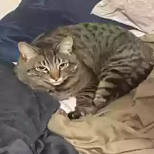 lost male cat dark