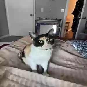 lost female cat silvia
