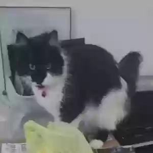 lost female cat lyla