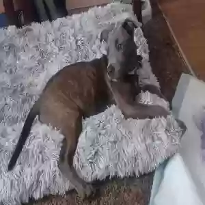 lost female dog bella bleu