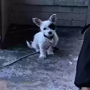 lost female dog yuna hambrick