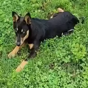 found male dog unknown