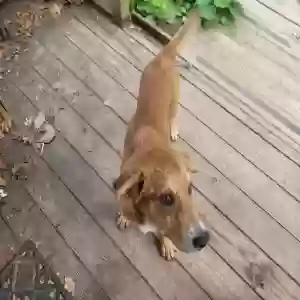 found male dog unknown