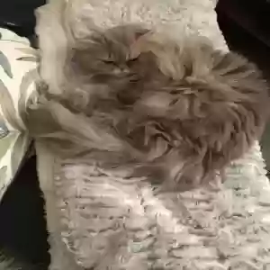 lost female cat princess