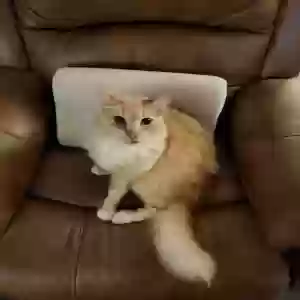 lost male cat wesley