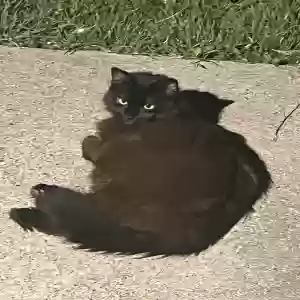 lost male cat rolo