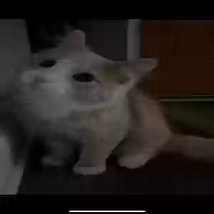 lost male cat boots