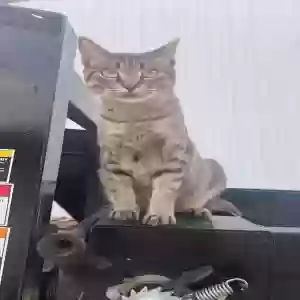 lost female cat effie