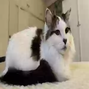 lost male cat gozer