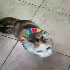 lost female cat unknown