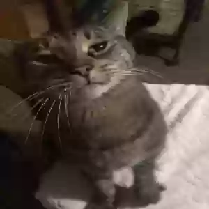 lost male cat flynn