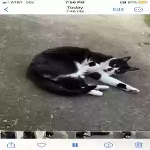 found unknown cat unknown