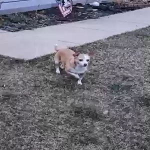 lost female dog merida