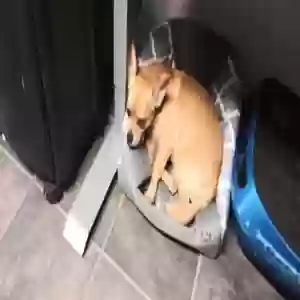 lost female dog sadie