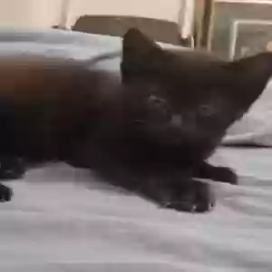 found male cat unknown